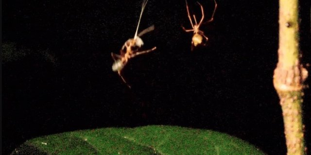 Ученые обнаружили паука-катапульту, который запускает добычу в паутину с огромным ускорением